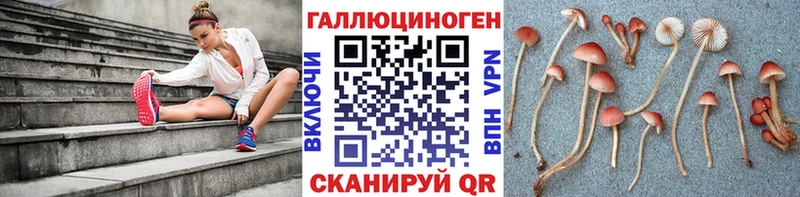 Галлюциногенные грибы Psilocybe Мценск
